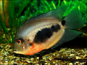 Чернопятнистый уару Чернопятнистый уару