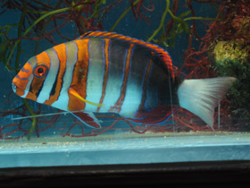 Фото Полосатый клыкастый губан