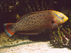 Фото Чадолюбивые отцы