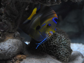 Фото Голубой губанчик