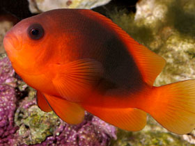 Фото Огненный клоун