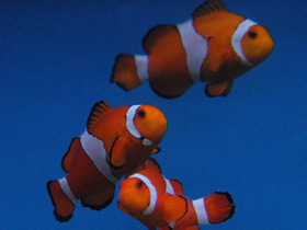 Фото Ложный клоун