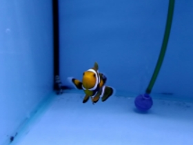 Фото Оранжевый амфиприон