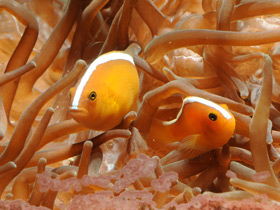 Фото Оранжевая анемоновая рыба