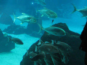 Фото Большой каранкс