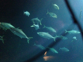 Фото Большая сериола