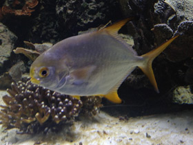 Фото Тупорылый помпано