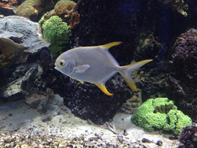 Фото Тупорылый помпано