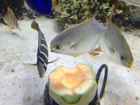 Фото Тупорылый помпано