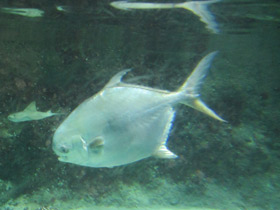 Фото Круглый помпано