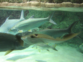 Фото Круглый помпано