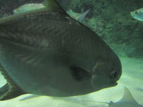 Фото Круглый помпано