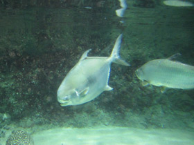 Фото Круглый помпано