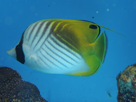 Фото Нитчатоплавниковая рыба-бабочка