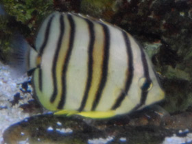 Фото Восьмиполосчатая рыба-бабочка