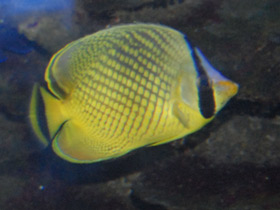 Фото Рыба-бабочка рафлези