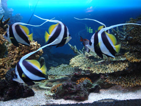 Белоперая кабуба Белоперая кабуба