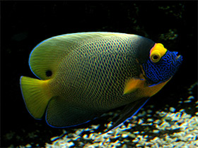 Смотреть фото Синеголовый ангел Фото Синеголовый ангел