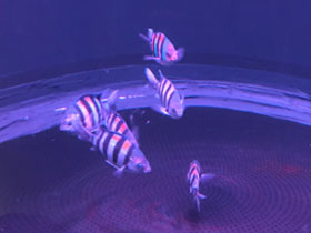 Смотреть фото Обыкновенный абудефдуф Фото Обыкновенный абудефдуф