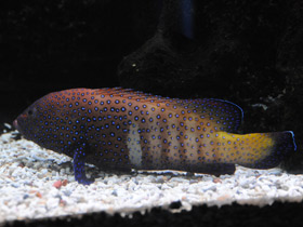 Смотреть фото Групер-аргус Фото Групер-аргус