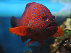 Смотреть фото Красный групер Фото Красный групер