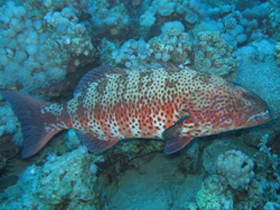 Фото Epinephelus gabriellae
