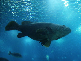 Смотреть фото Индоокеанский малоглазый групер Фото Индоокеанский малоглазый групер