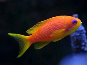 Смотреть фото Лирохвостый антиас Фото Лирохвостый антиас