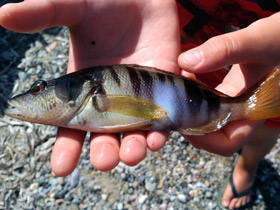 Смотреть фото Каменный окунь Фото Каменный окунь