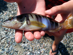 Смотреть фото Каменный окунь Фото Каменный окунь