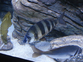 Фото Зубарь