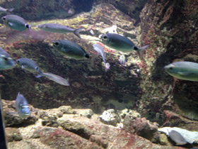 Фото Белый сарг