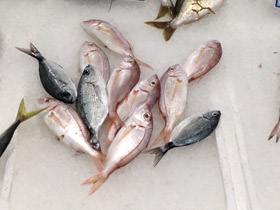 Смотреть фото Красный паггел Фото Красный паггел