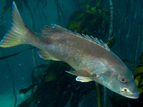 Фото Жёлтый каменный зубан