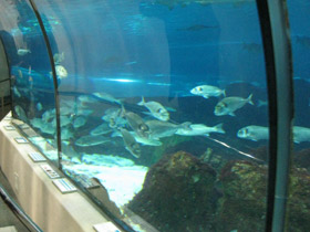 Смотреть фото Дорада Фото Дорада