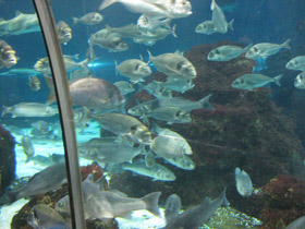 Смотреть фото Дорада Фото Дорада