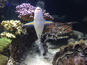 Смотреть фото Жёлточешуйный попугай Фото Жёлточешуйный попугай