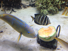 Смотреть фото Жёлточешуйный попугай Фото Жёлточешуйный попугай