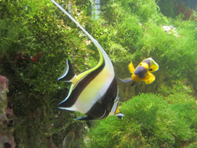 Фото Рогатый занкл