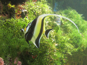 Фото Рогатый занкл