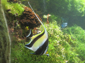 Фото Рогатый занкл