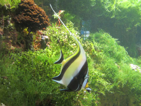 Фото Рогатый занкл