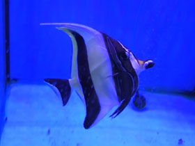 Фото Рогатый занкл