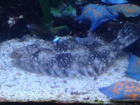 Смотреть фото Темная полярная камбала Фото Темная полярная камбала