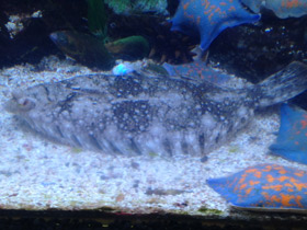 Смотреть фото Темная полярная камбала Фото Темная полярная камбала