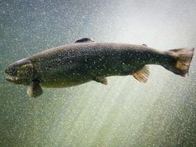 Смотреть фото Атлантический лосось Фото Атлантический лосось