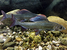 Смотреть фото Европейский хариус Фото Европейский хариус