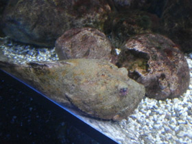 Смотреть фото Многоигловый керчак Фото Многоигловый керчак