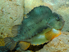 Фото Пинагор