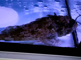 Смотреть фото Черноморская скорпена-ёрш Фото Черноморская скорпена-ёрш